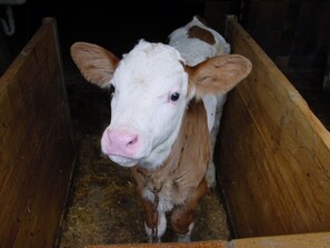 Billede uden beskrivelse, 4 af 14, knap