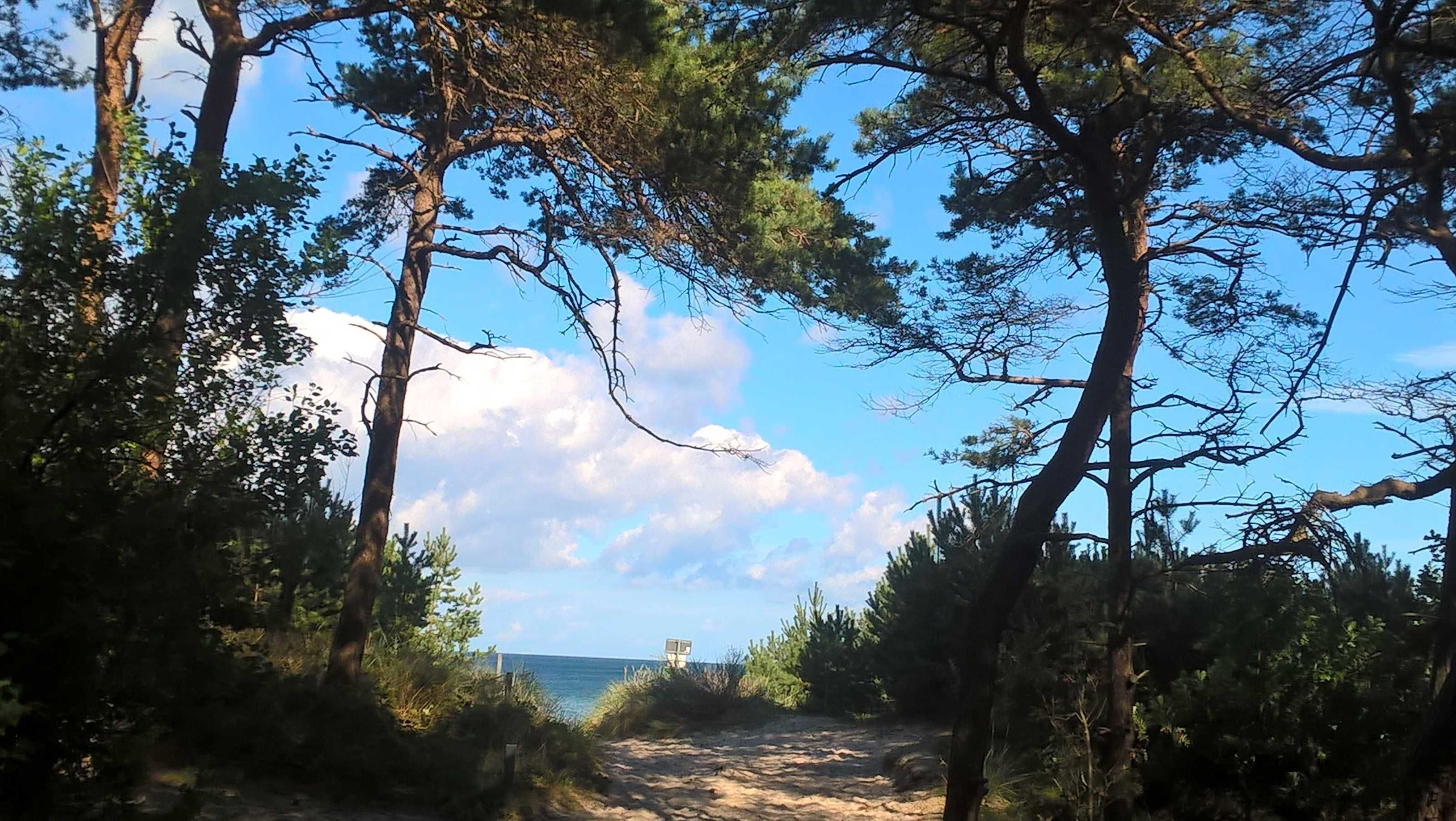 Ein Weg führt zu einem Strand, umgeben von Kiefern und wolkenlosem Himmel.