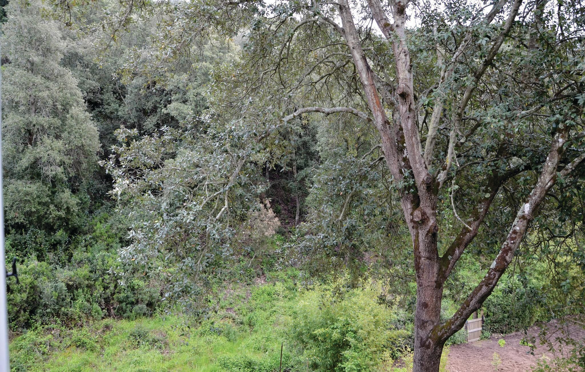 Un paysage naturel caractérisé par une végétation luxuriante et un sentier de terre.