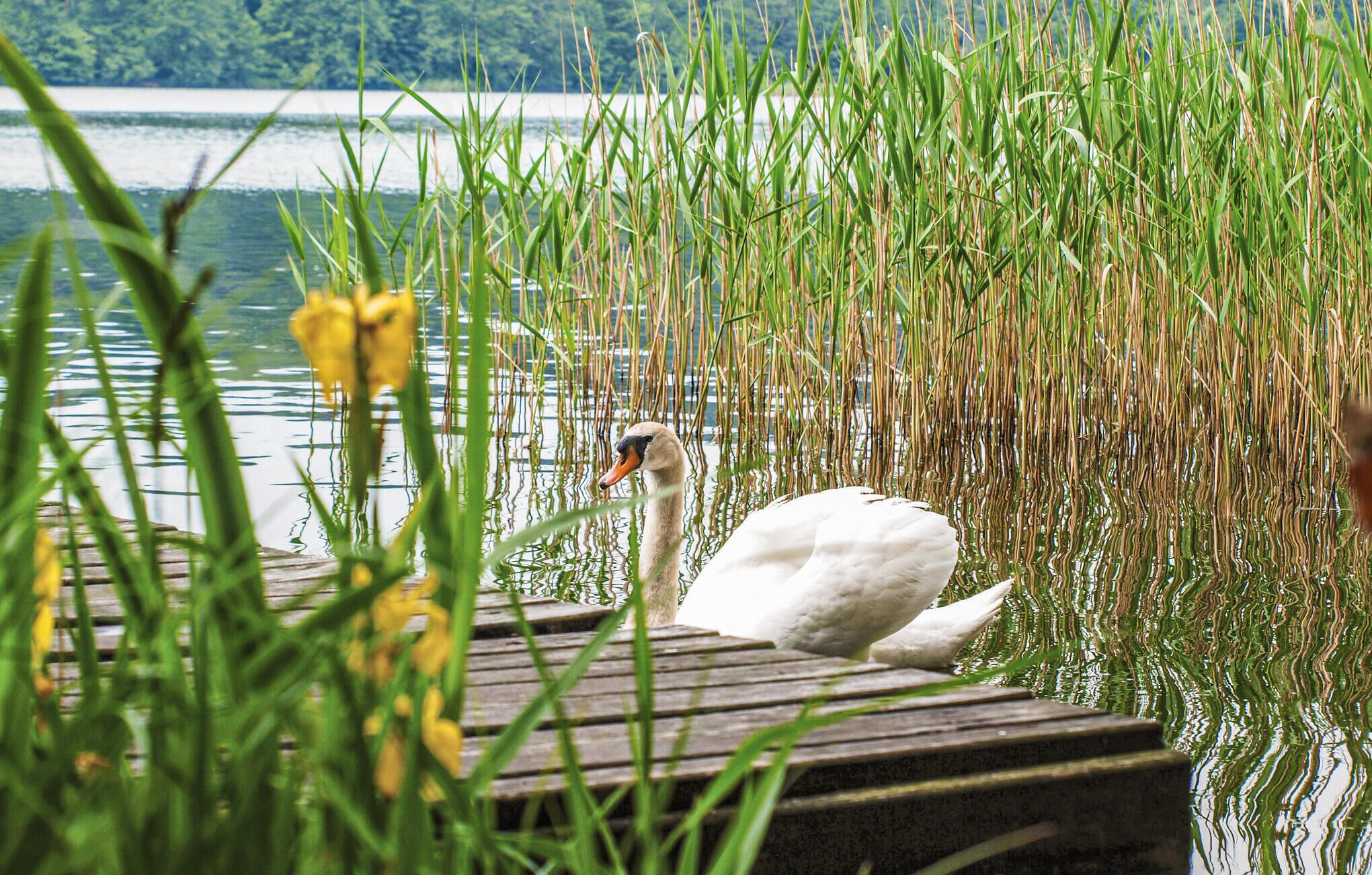 Ein Schwan auf einer hölzernen Mole, umgeben von hohem Gras und Wasser.