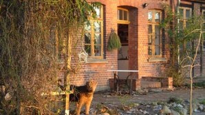 Een bakstenen huis met een hond in de voortuin.