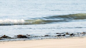 Une plage avec des vagues et des oiseaux.