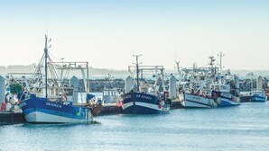 Un port où sont amarrés de nombreux bateaux de pêche, et où l’on peut observer divers types d’équipements et d’installations liés à la pêche.