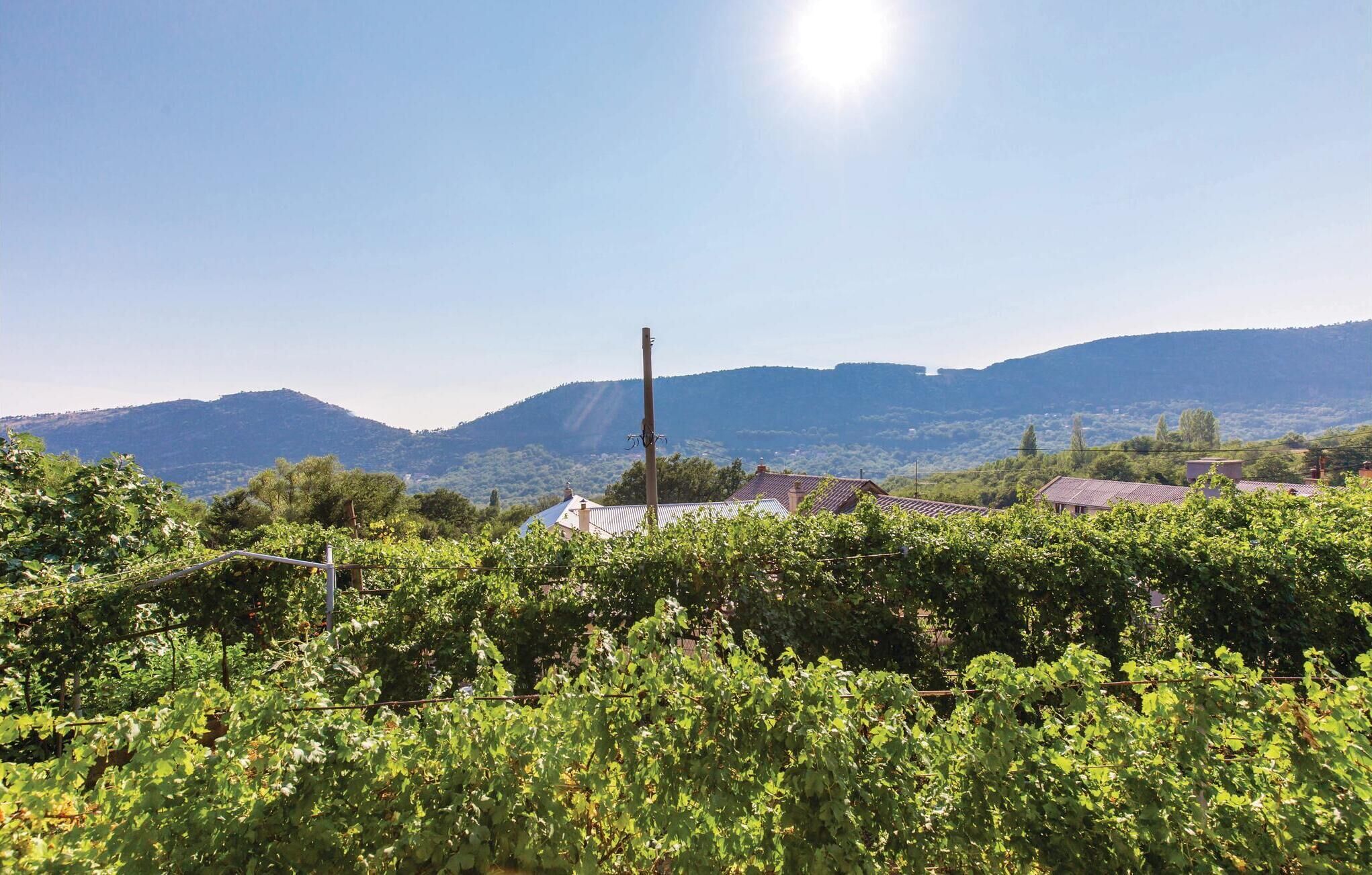 A vineyard with rows of grapevines and a clear view of distant hills.