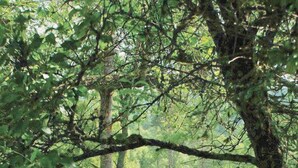 Una valla de madera rústica en un paisaje verde exuberante con árboles y un campo al fondo.