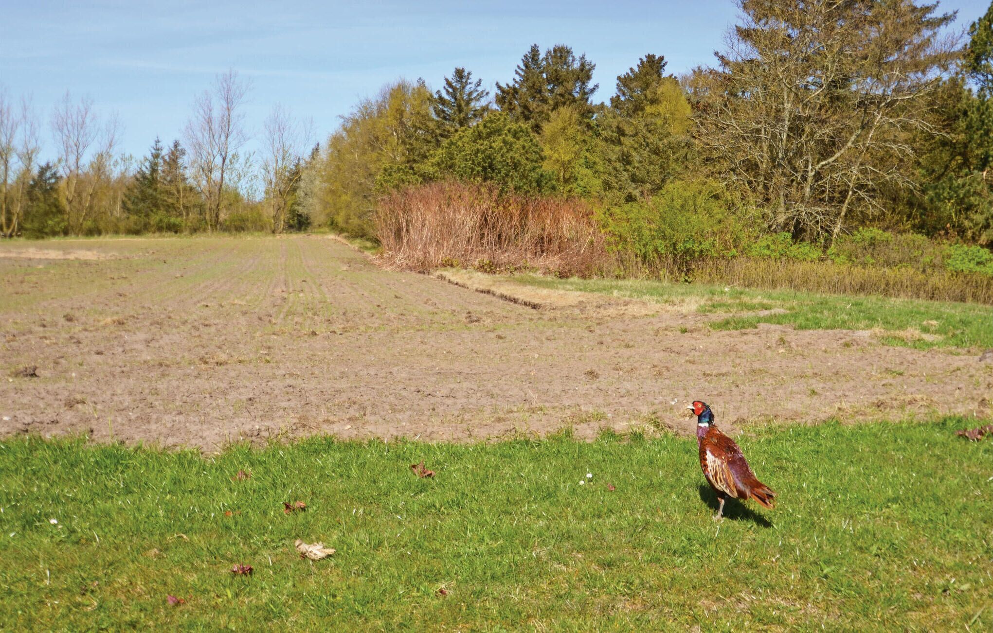 A bird on a grassy field with trees in the background.