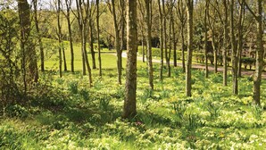 Ein bewaldetes Gebiet mit einem Weg und einer Bank.