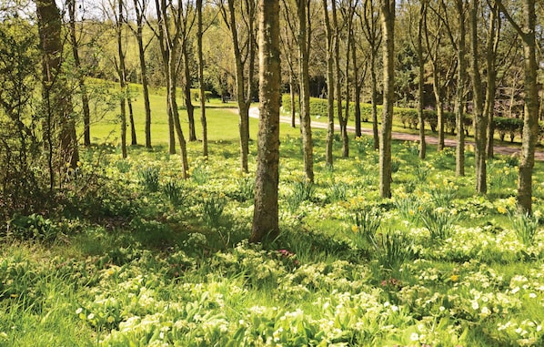 A forested area with a path and a bench. - Pet friendly home in Struer with house sea view (Struer)