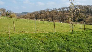 Un campo cubierto de césped con una valla, un árbol pequeño y un bosque lejano.