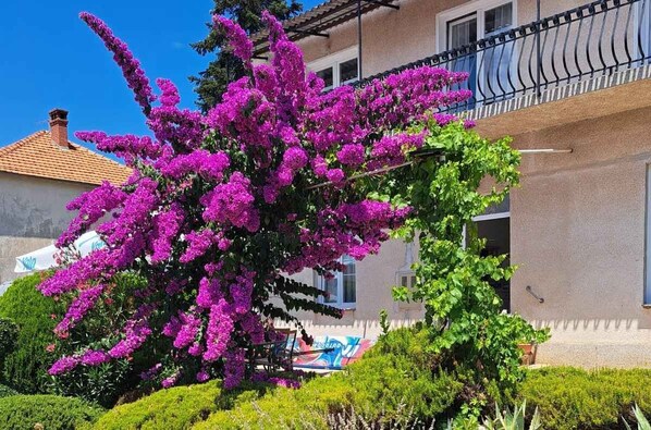 A building with a balcony and a large bush of purple flowers in front.