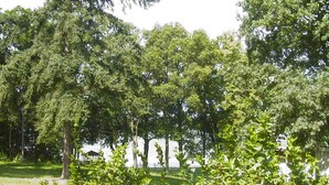 A park with dense green trees and a gazebo.