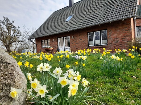 A brick house with a tiled roof, a small garden with daffodils, and a stone wall in the foreground.