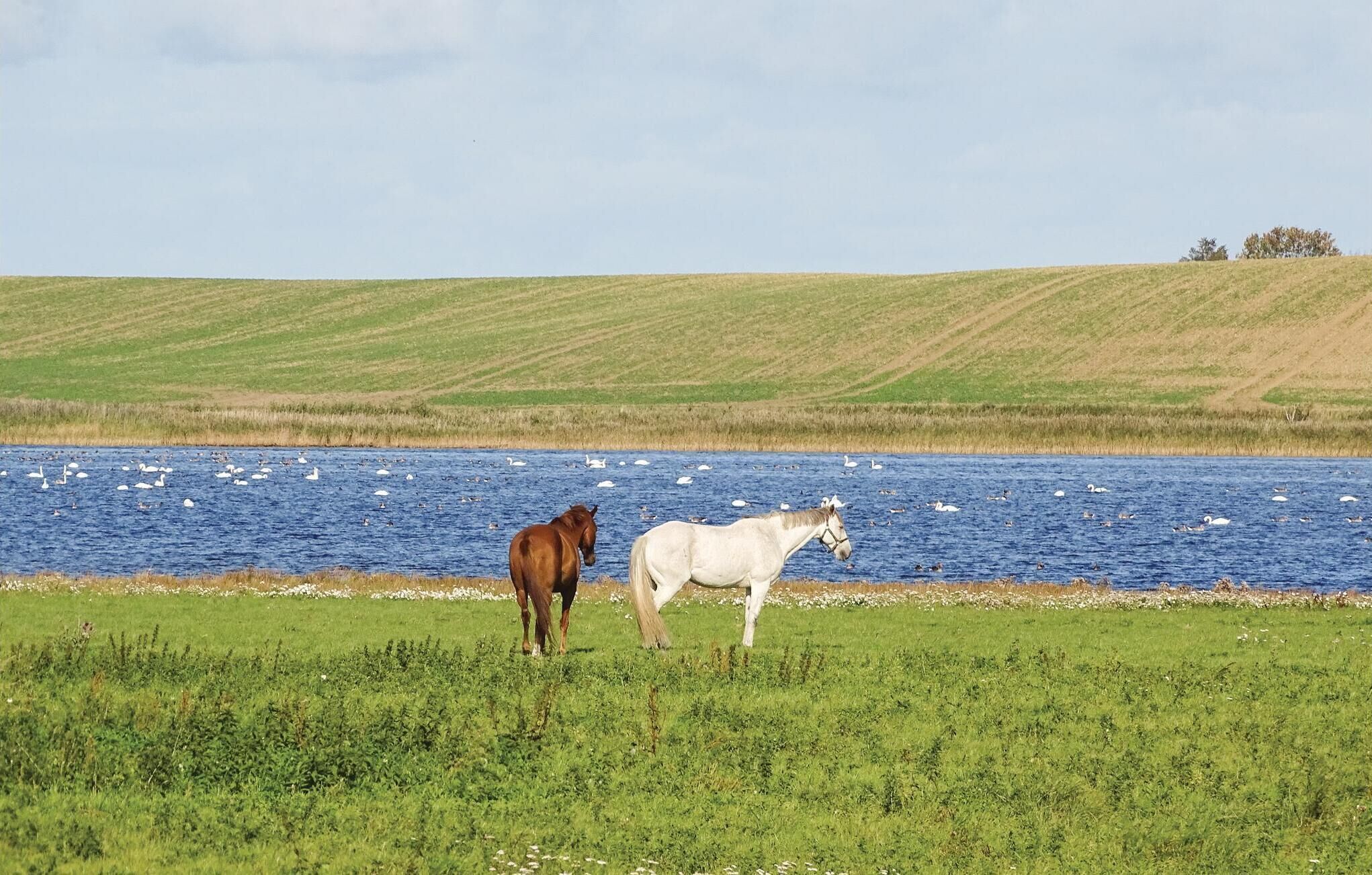 Zwei Pferde weiden in der Nähe von Gewässer, mit einem grasbewachsen Feld und einer Hügelkette im Hintergrund.