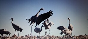 Unclassified image, 3 of 33, button