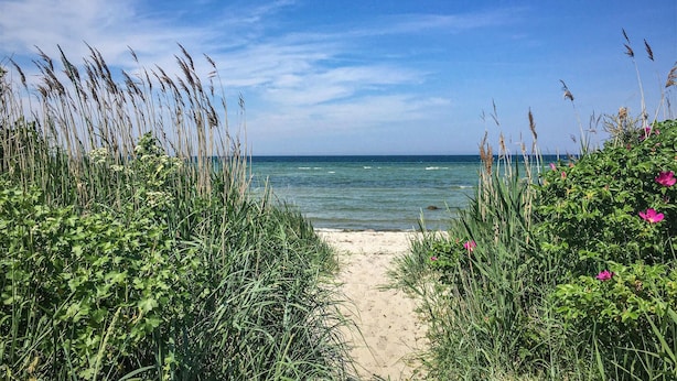 Ein Sandweg am Strand, der zum Meer führt, umgeben von hohem Gras und viel Grün.