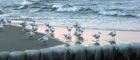 在海灘附近