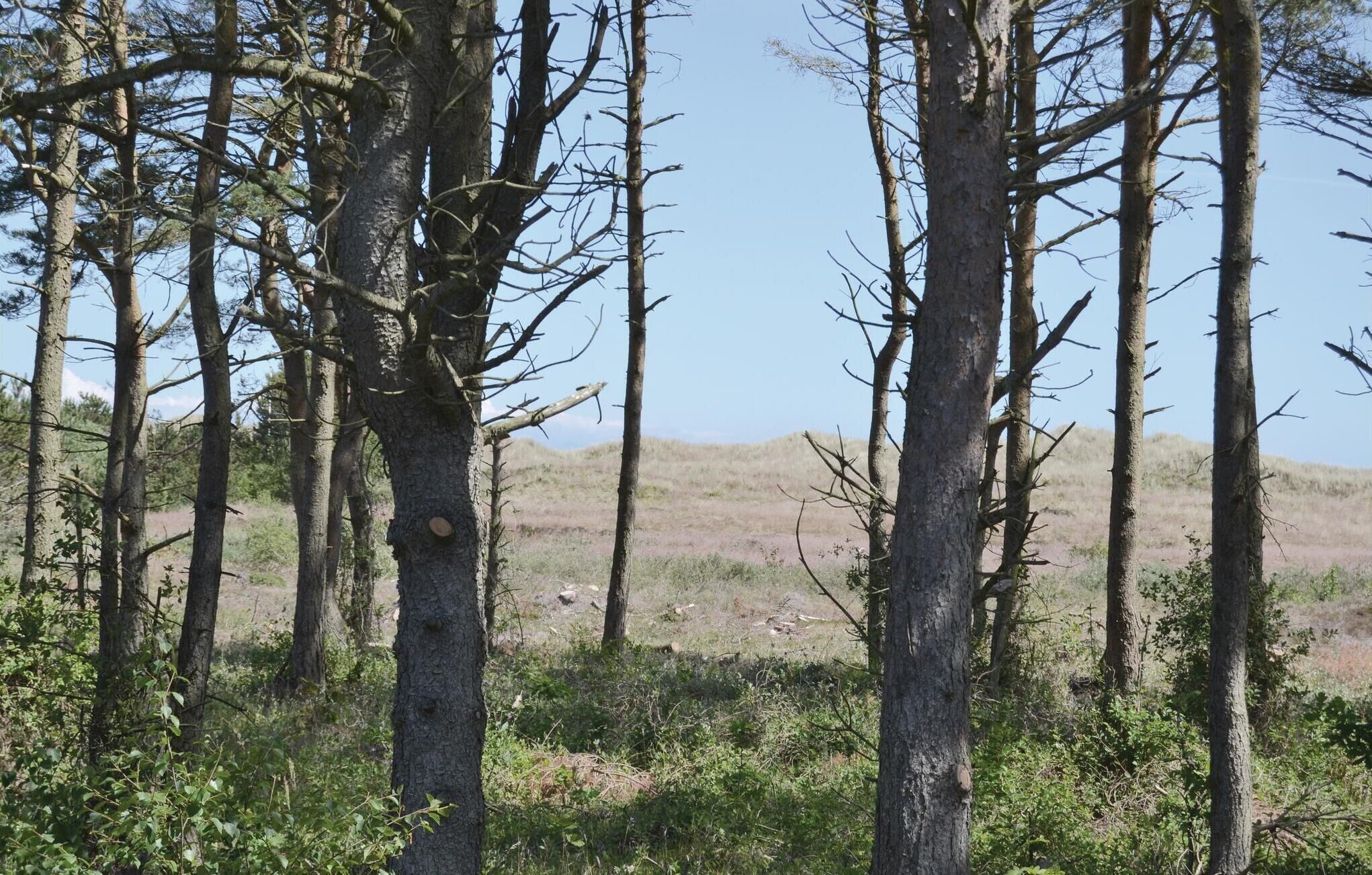 Une forêt avec de grands arbres sans feuilles et un ciel dégagé.