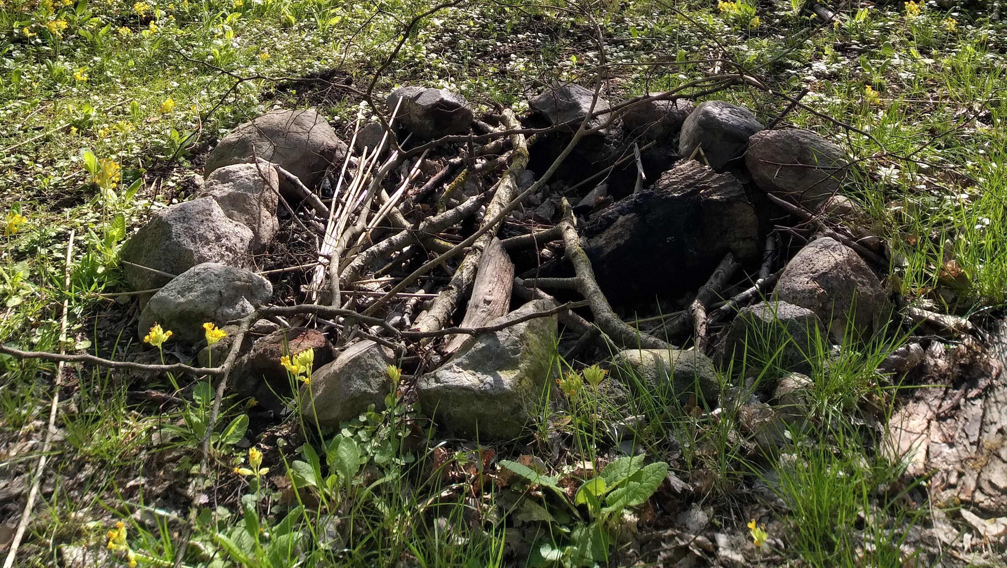 A natural outdoor setting with rocks, branches, and wildflowers.