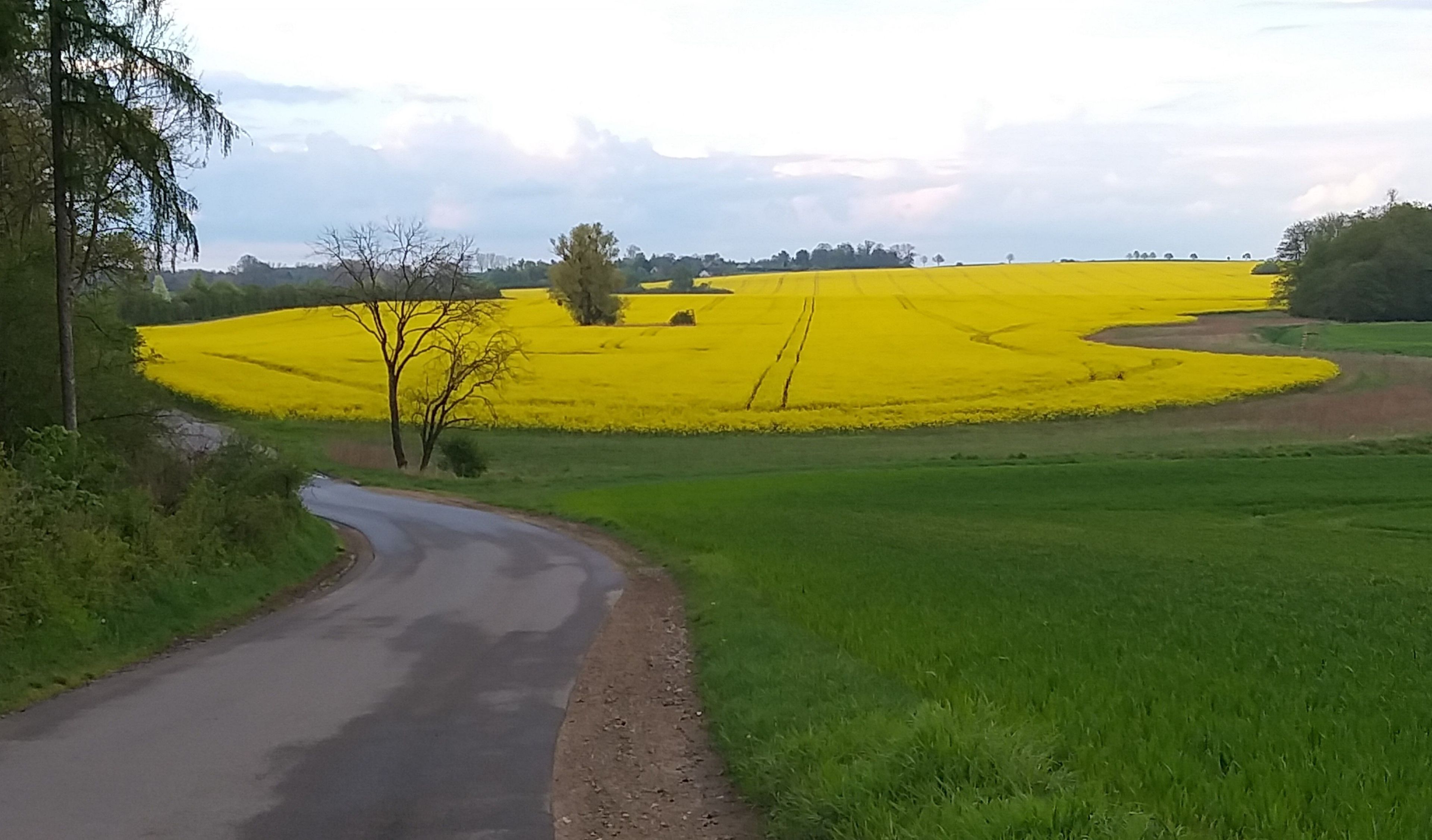 Paesaggio rurale con una strada tortuosa, campi di fiori gialli e un albero.