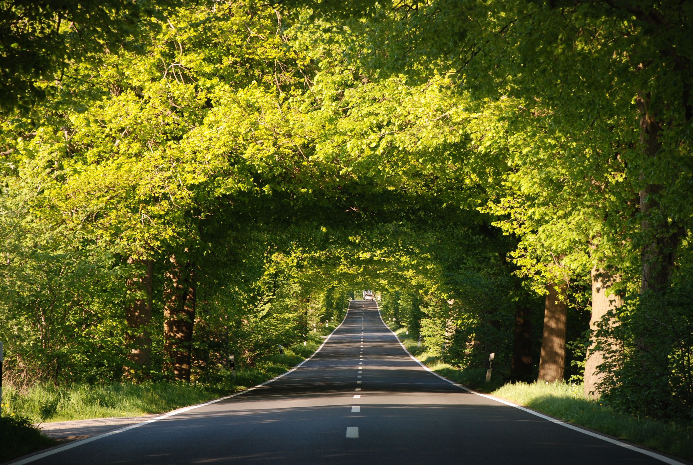 A straight road flanked by dense green foliage.