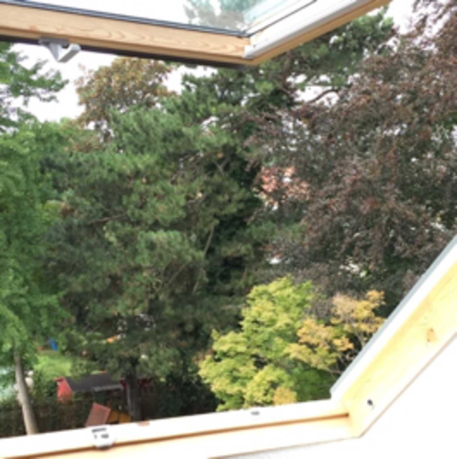 A skylight window with a view of dense trees and a red structure in the background.
