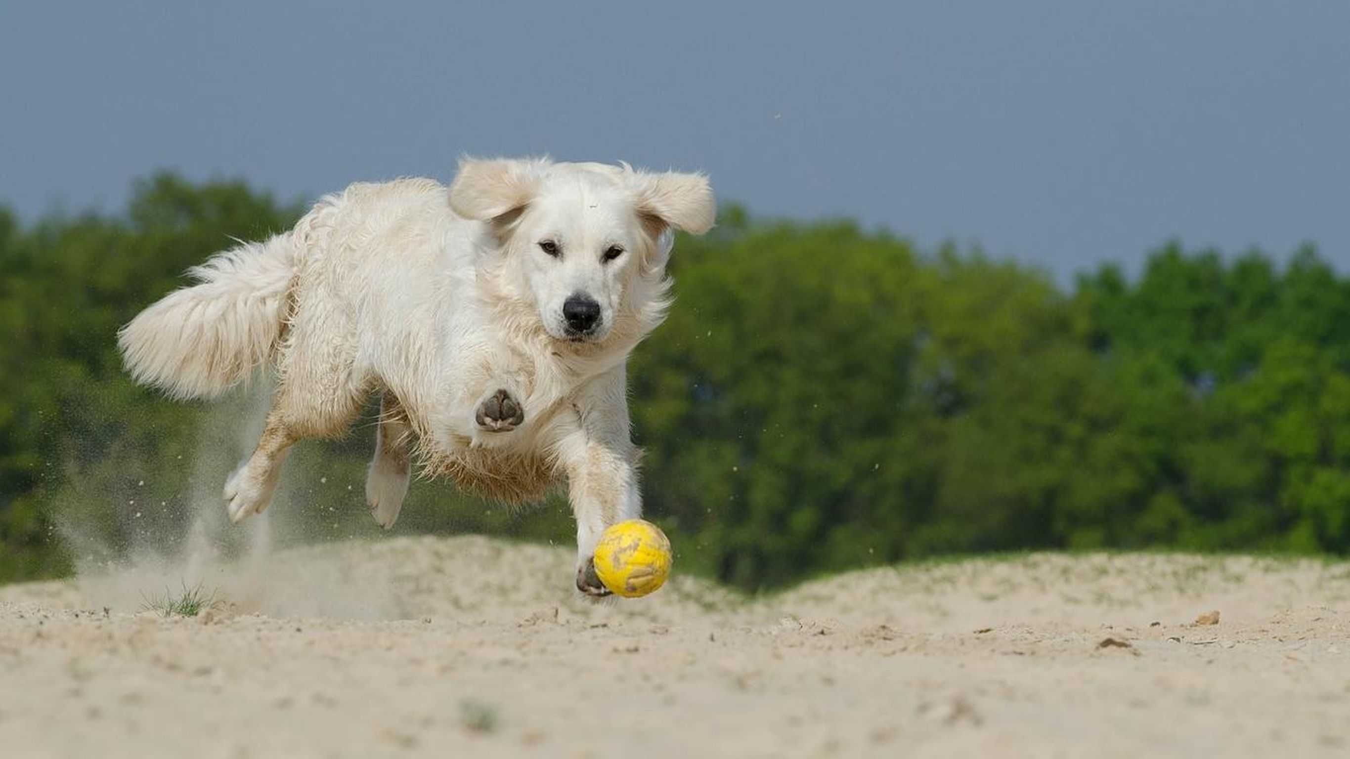Een hond in de lucht achter een gele bal aan.