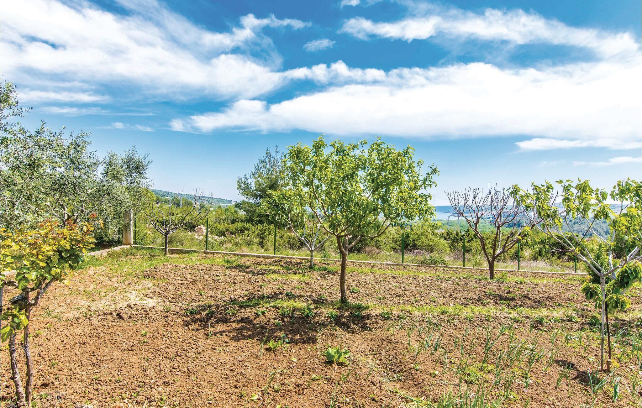 A vineyard with rows of trees and a clear sky.