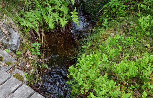 A natural stream with surrounding greenery and a wooden boardwalk.