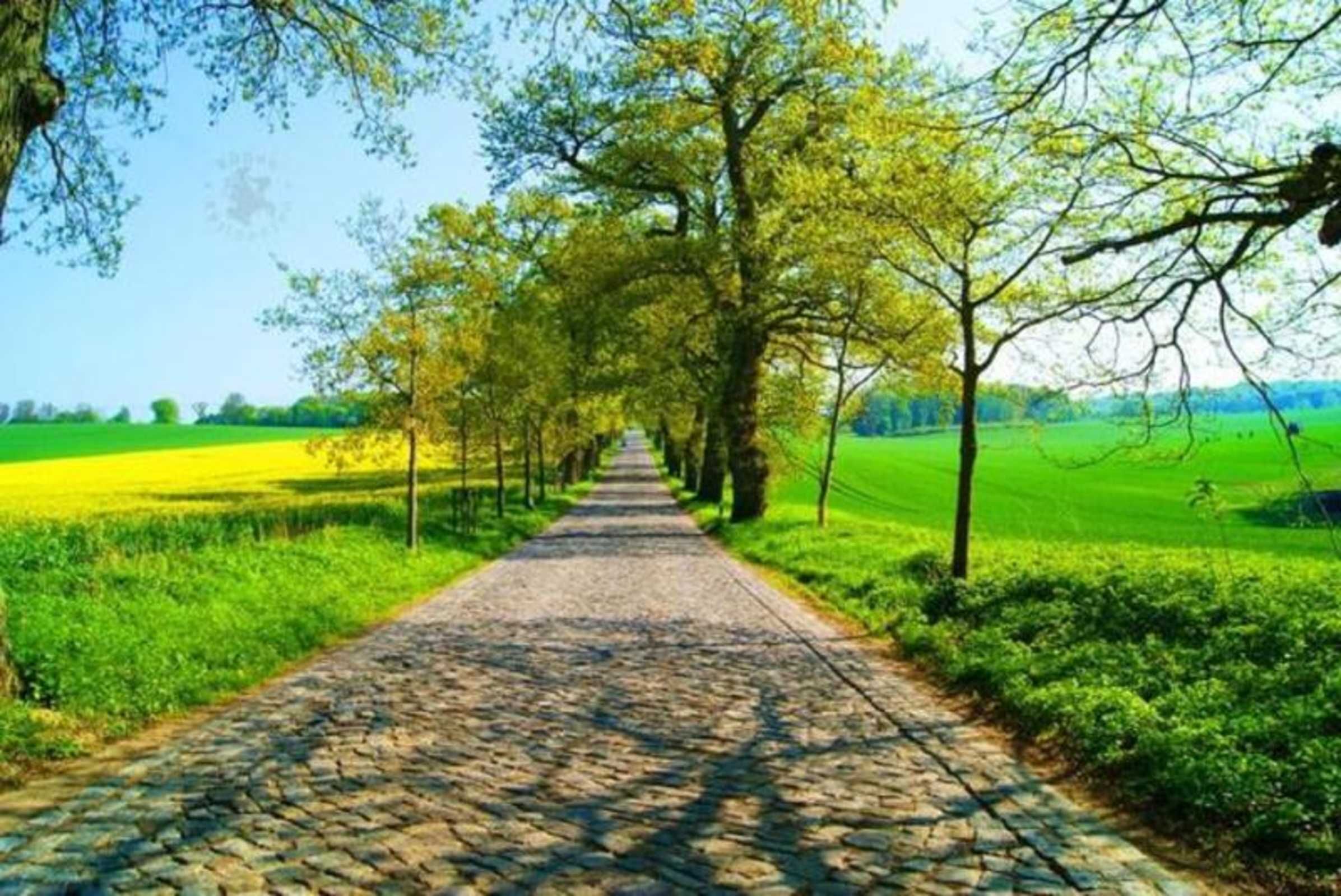 A cobblestone pathway flanked by trees and green fields.