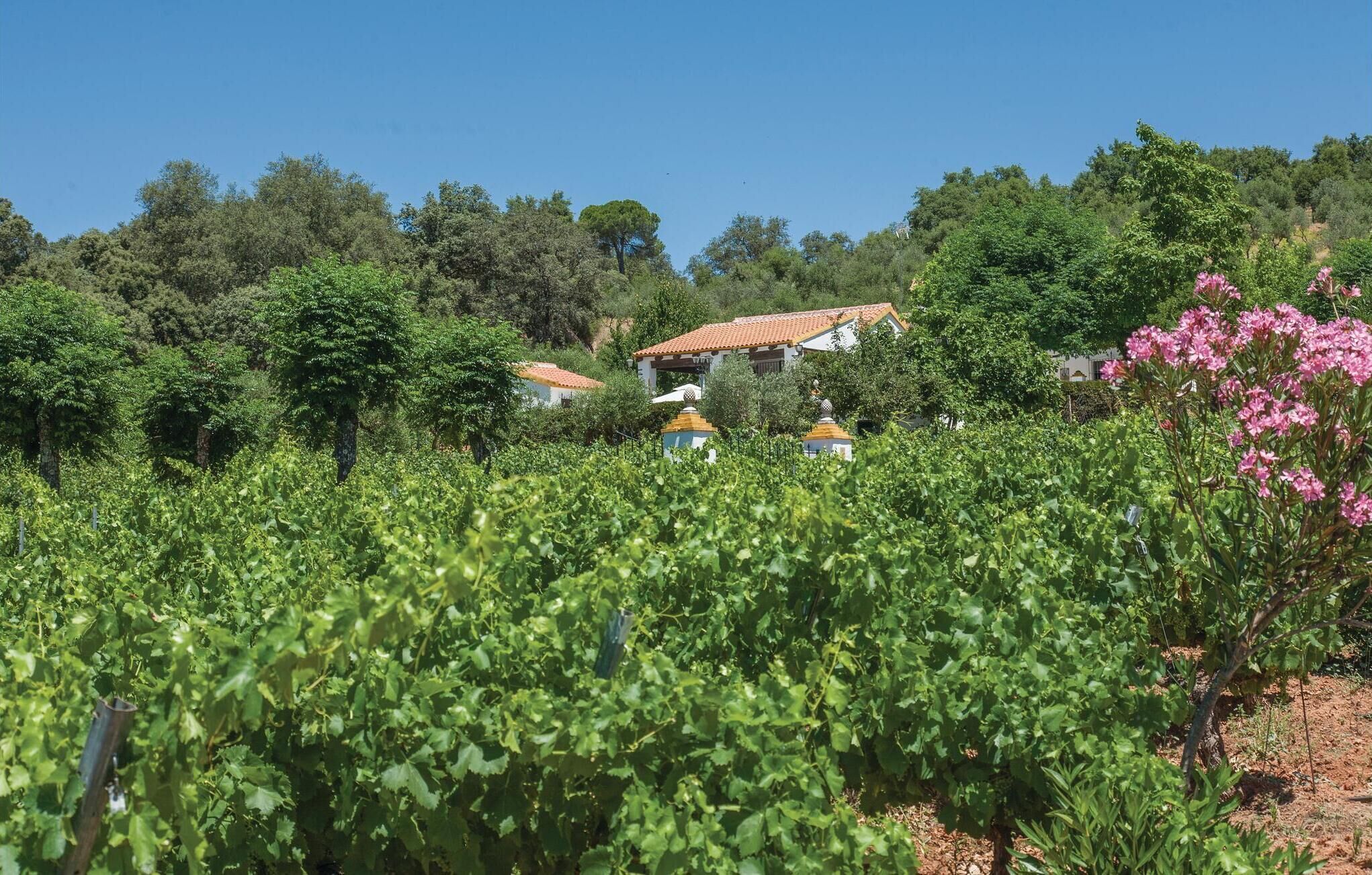 A vineyard with rows of grapevines, a building with a red-tiled roof, and a pink flowering bush.