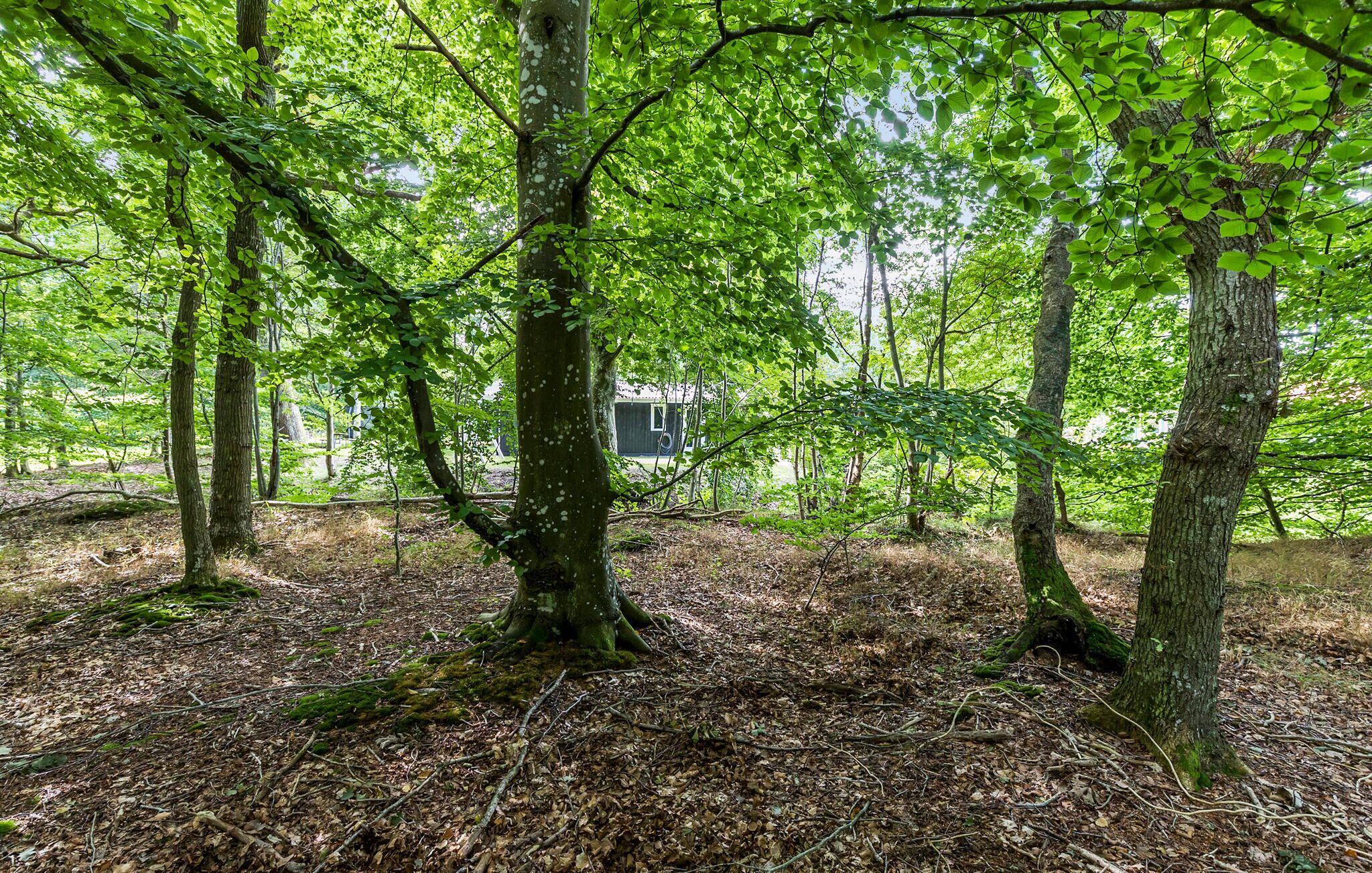 Une zone boisée avec des arbres et un bâtiment partiellement dissimulé par le feuillage.