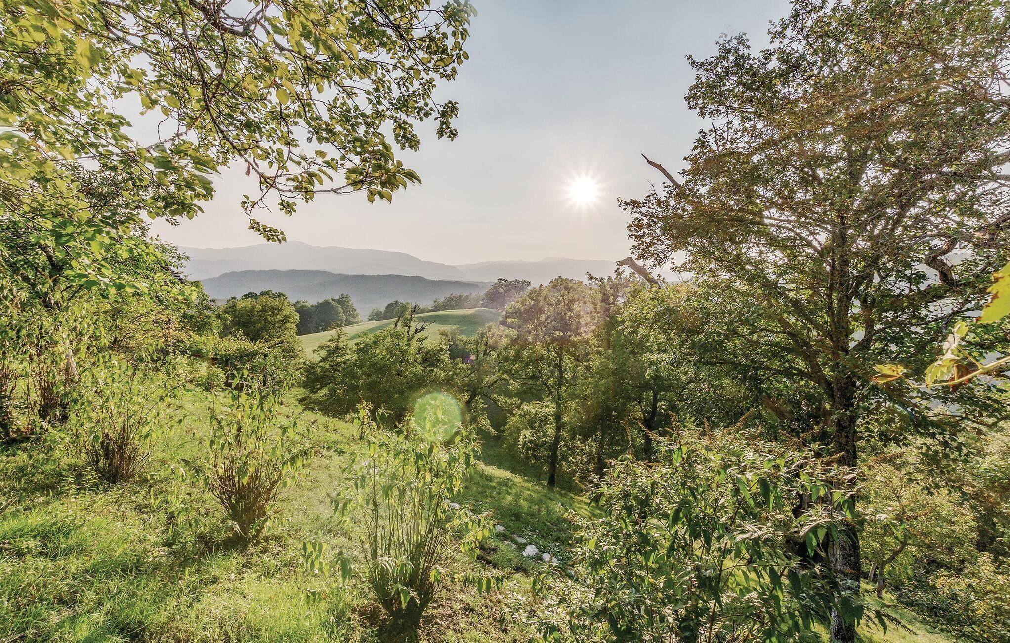 Un paysage verdoyant et luxuriant, avec un ciel dégagé et un soleil éclatant.