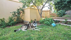 Un perro acostado sobre la hierba en un jardín con una valla, un árbol y un edificio al fondo.