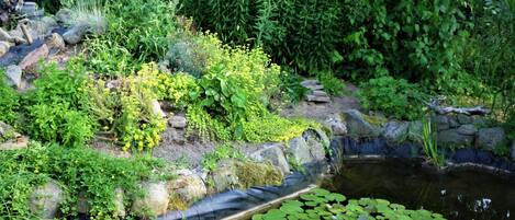 A garden with a pond, rocks, and various plants.