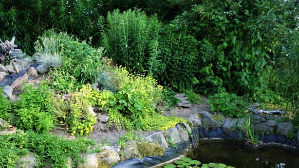A garden with a pond, rocks, and various plants. - Apartment Schwalbennest - House Gundelrebe (Bergen auf Rügen)