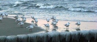 Kormoran 311 - Holiday Park Streckelsberg * 10 min. To the Baltic Sea beach *