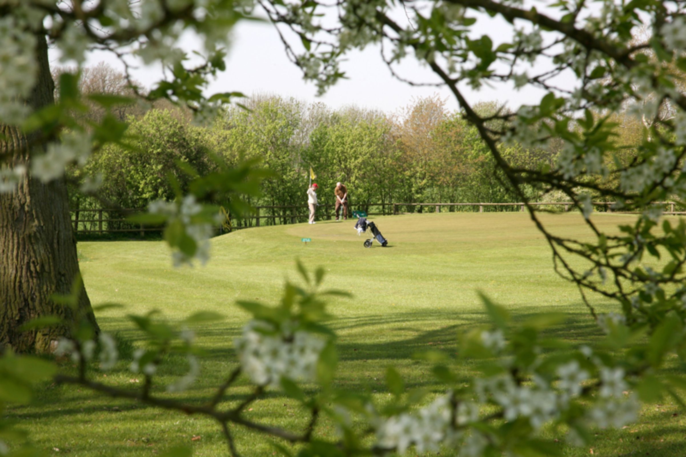 Ein Golfplatz mit einem Baum im Vordergrund und einer Person in der Ferne.