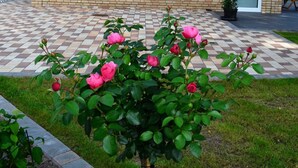 Un rosal con varias flores rosas en un jardín con pavimento a cuadros y un muro de ladrillo al fondo.