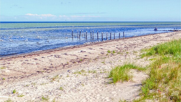 A sandy beach with seagulls and a clear blue sky. - Amazing home in Glesborg with sauna (Glesborg)