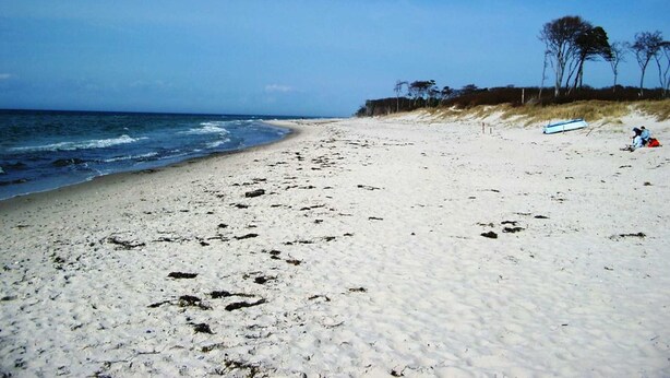 A beach with white sand, a clear blue sky, and a few trees in the background. - Gray Heron Apartment (Prerow)