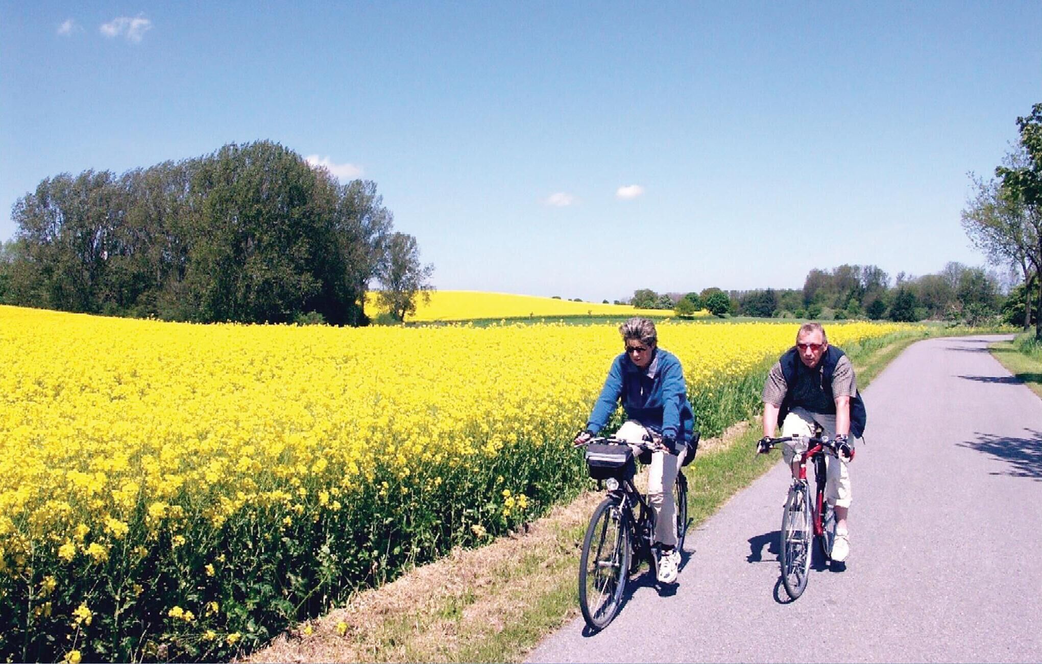 Zwei Personen fahren auf Fahrrädern auf einem befestigten Weg entlang eines Feldes voller gelber Blumen.