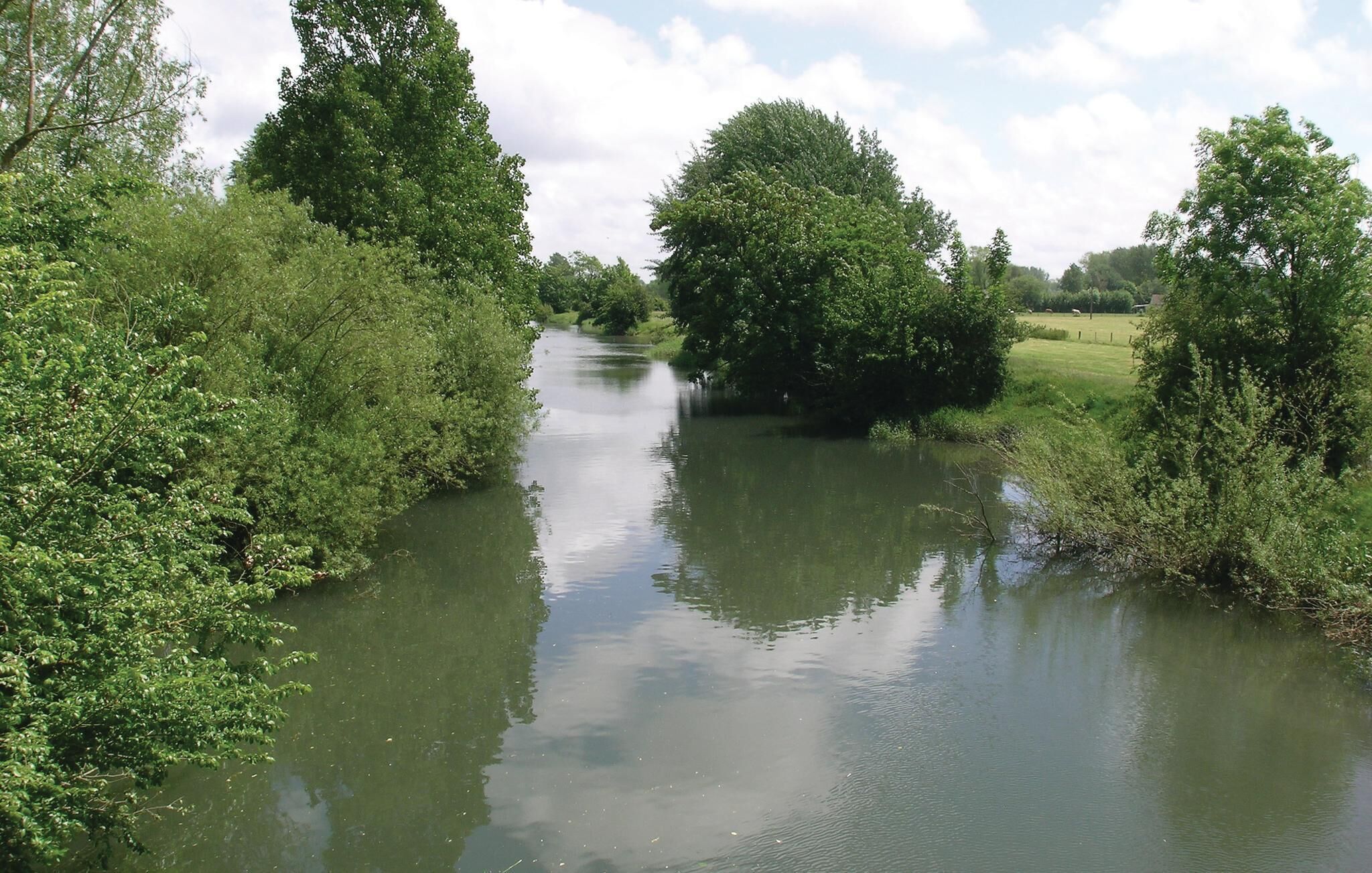 A river surrounded by dense greenery and trees.