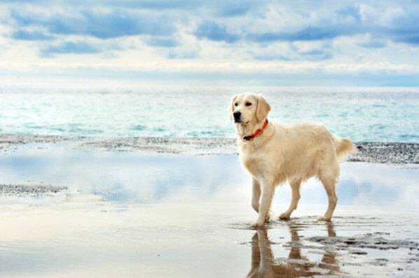 Beach nearby