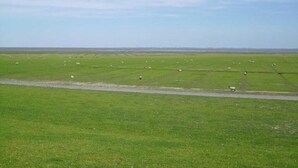 Ein weites, grünes Feld mit vereinzelten Schafen und einem klaren Himmel.