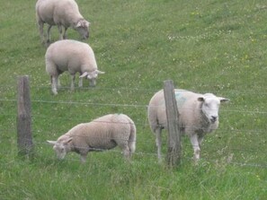 Uklassifisert bilde, 2 av 10, knapp