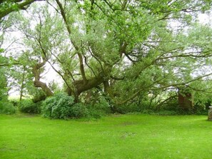 Un grand arbre aux branches étendues, situé dans une zone herbeuse.