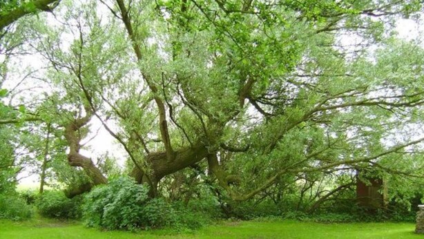 Ein großer Baum mit weit ausladenden Ästen in einer grünen Wiese.