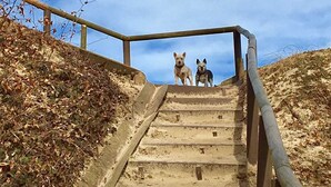 A staircase with metal railings leading up a hill, surrounded by dry leaves and sparse vegetation. - Vacation apartment 03 with sea view - Strandhaus Göhren 100 m to the beach! (Göhren)