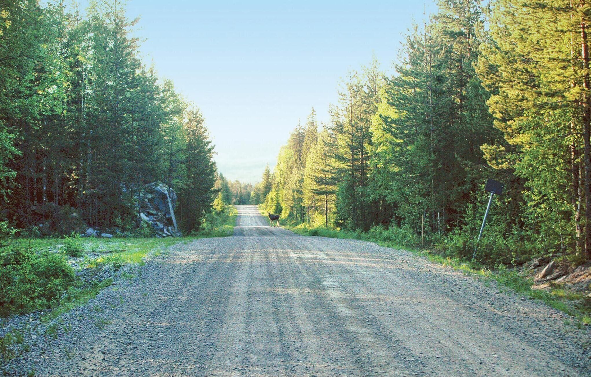 A gravel road flanked by dense forests.