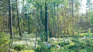 Un bosque denso de árboles altos y el suelo cubierto de flores blancas.